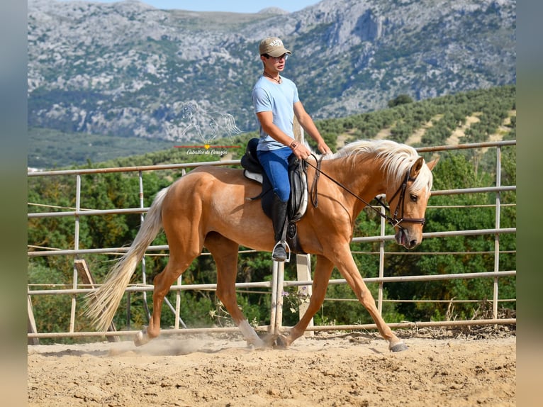 Andalou Jument 4 Ans 163 cm Palomino in Malaga