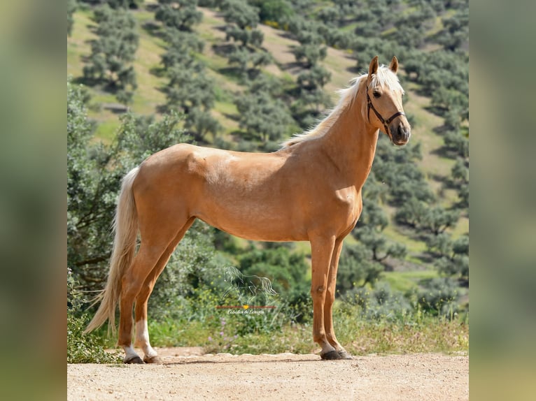 Andalou Jument 4 Ans 163 cm Palomino in Malaga
