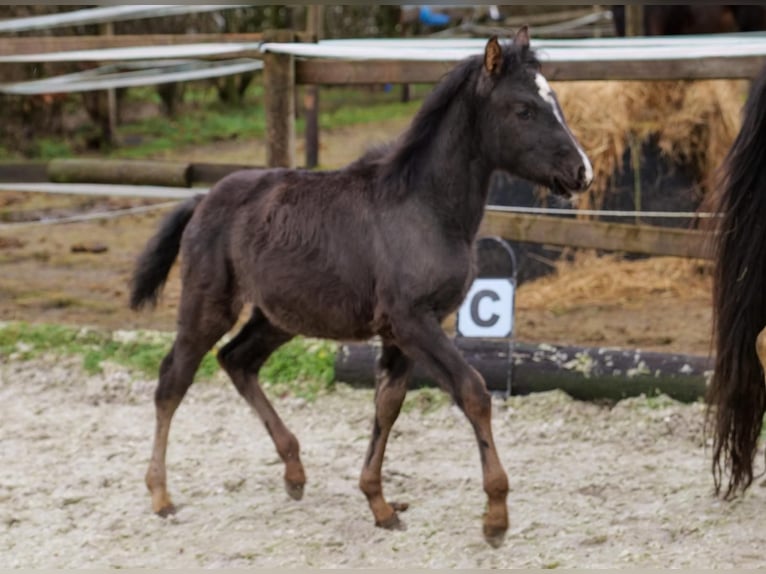 Andalou Jument 4 Ans 163 cm Pinto in Neustadt (Wied)