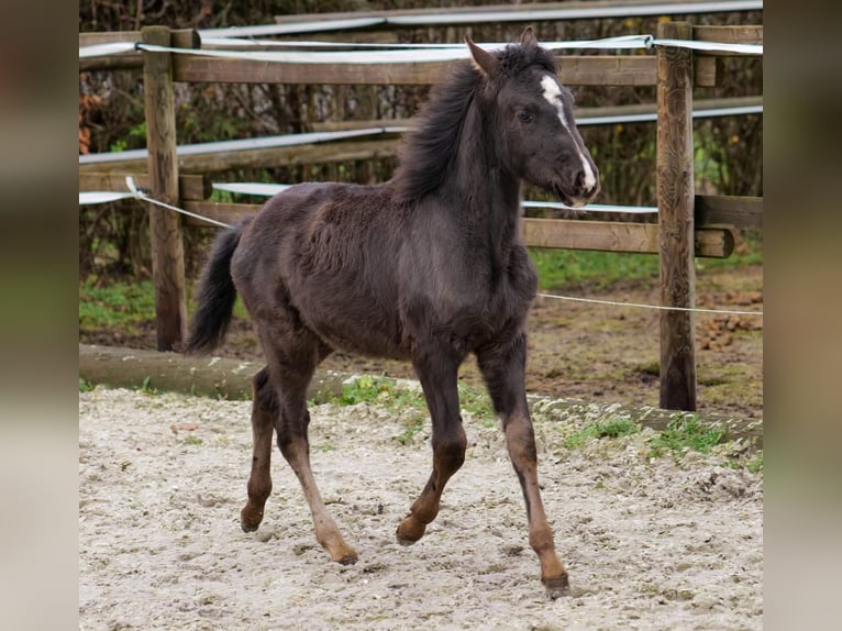 Andalou Jument 4 Ans 163 cm Pinto in Neustadt (Wied)