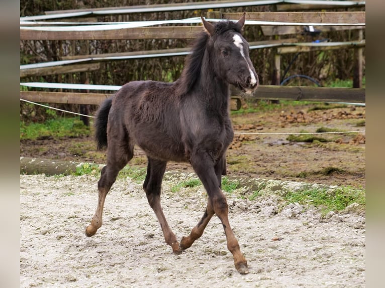 Andalou Jument 4 Ans 163 cm Pinto in Neustadt (Wied)