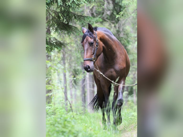 Andalou Jument 4 Ans 164 cm Bai brun in Gronków