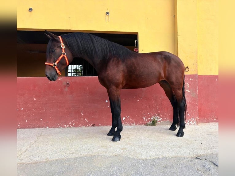Andalou Jument 4 Ans 164 cm Bai in Terrassa