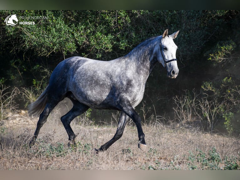 Andalou Jument 4 Ans 164 cm Gris in Manresa