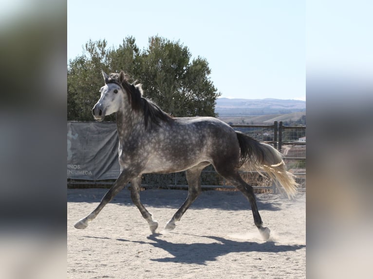 Andalou Jument 4 Ans 164 cm Gris in Vejer de la Frontera