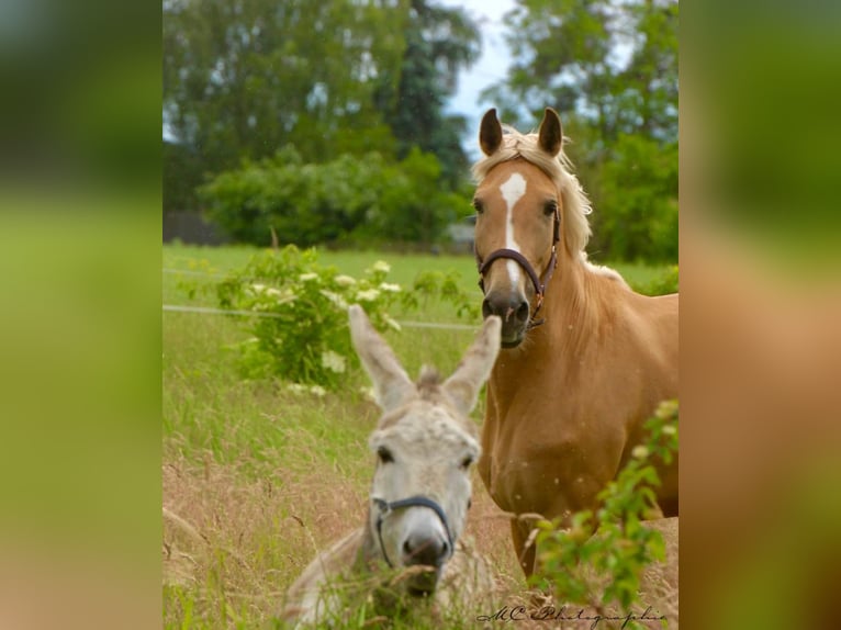 Andalou Jument 4 Ans 164 cm Palomino in Polenz