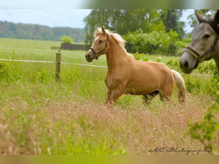 Andalou Jument 4 Ans 164 cm Palomino in Polenz