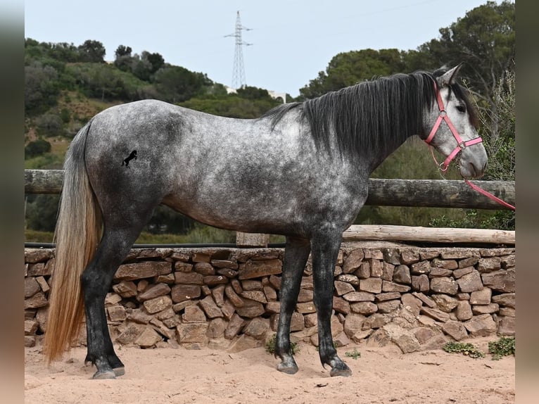 Andalou Jument 4 Ans 170 cm Gris in Menorca