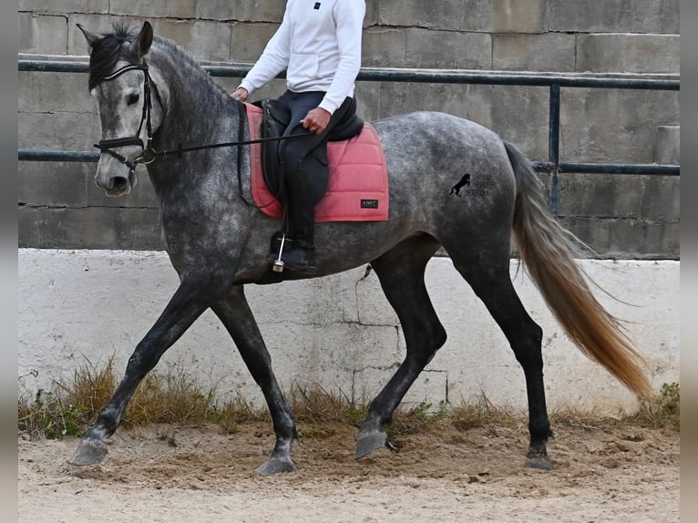 Andalou Jument 4 Ans 170 cm Gris in Menorca