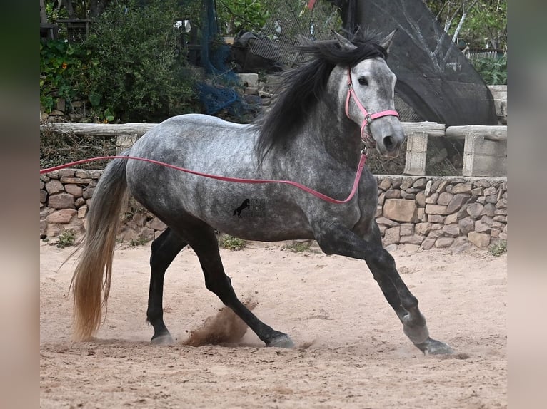Andalou Jument 4 Ans 170 cm Gris in Menorca