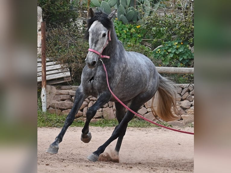 Andalou Jument 4 Ans 170 cm Gris in Menorca