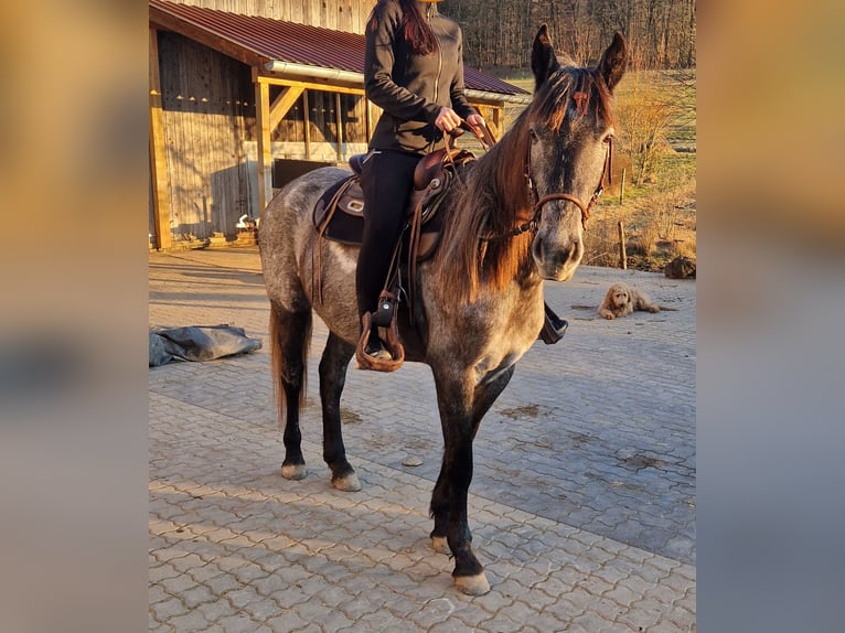 Andalou Croisé Jument 4 Ans in Kleinkahl
