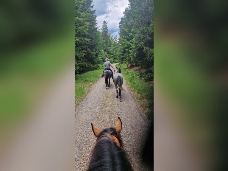 Andalou Croisé Jument 4 Ans in Kleinkahl
