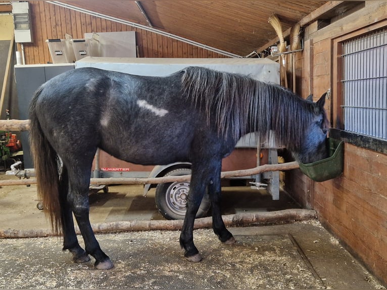 Andalou Croisé Jument 4 Ans in Kleinkahl