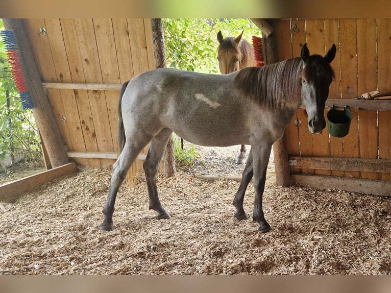 Andalou Croisé Jument 4 Ans in Kleinkahl