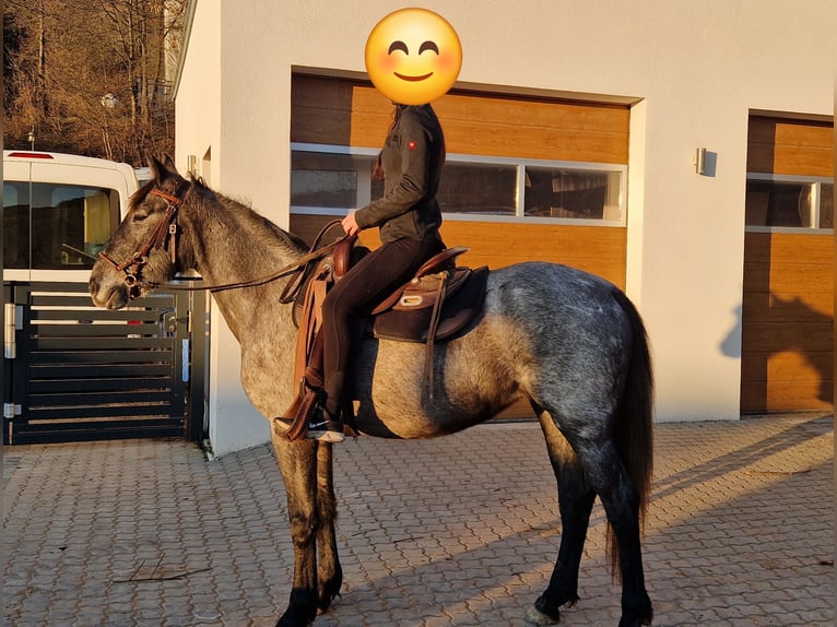 Andalou Croisé Jument 4 Ans in Kleinkahl