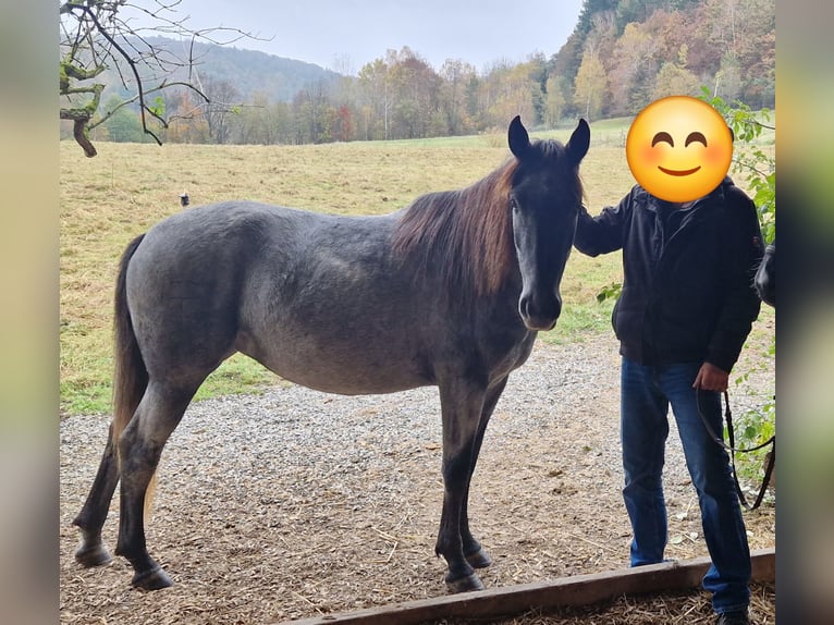 Andalou Croisé Jument 4 Ans in Kleinkahl