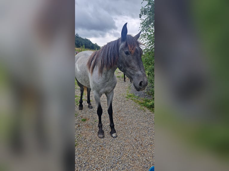 Andalou Croisé Jument 4 Ans in Kleinkahl