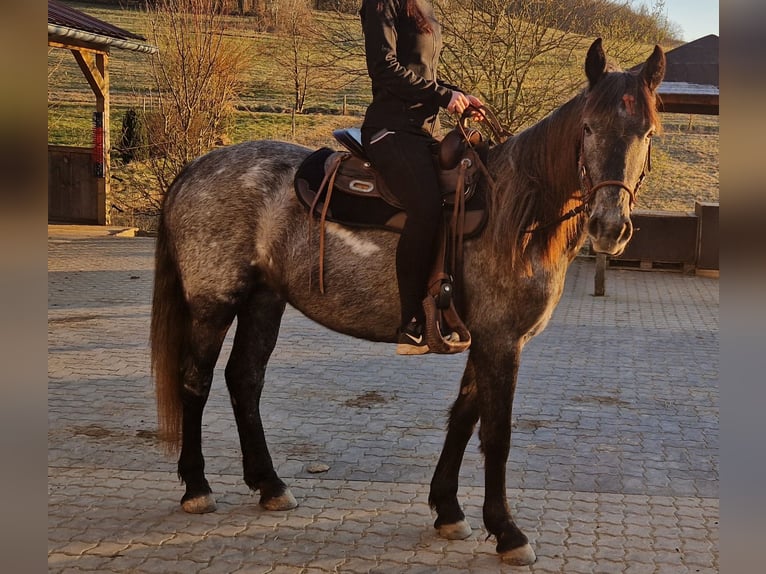 Andalou Croisé Jument 4 Ans in Kleinkahl