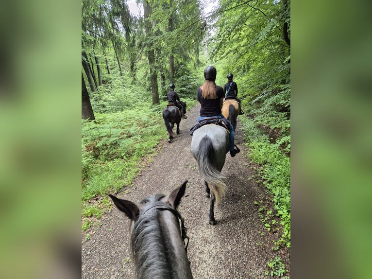 Andalou Croisé Jument 4 Ans in Kleinkahl