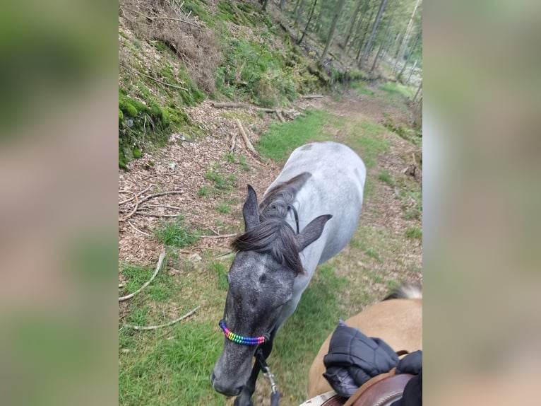 Andalou Croisé Jument 4 Ans in Kleinkahl