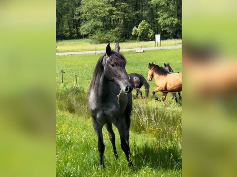 Andalou Croisé Jument 4 Ans in Kleinkahl