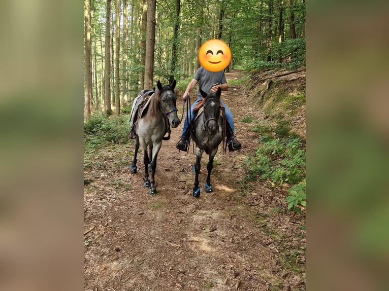 Andalou Croisé Jument 4 Ans in Kleinkahl