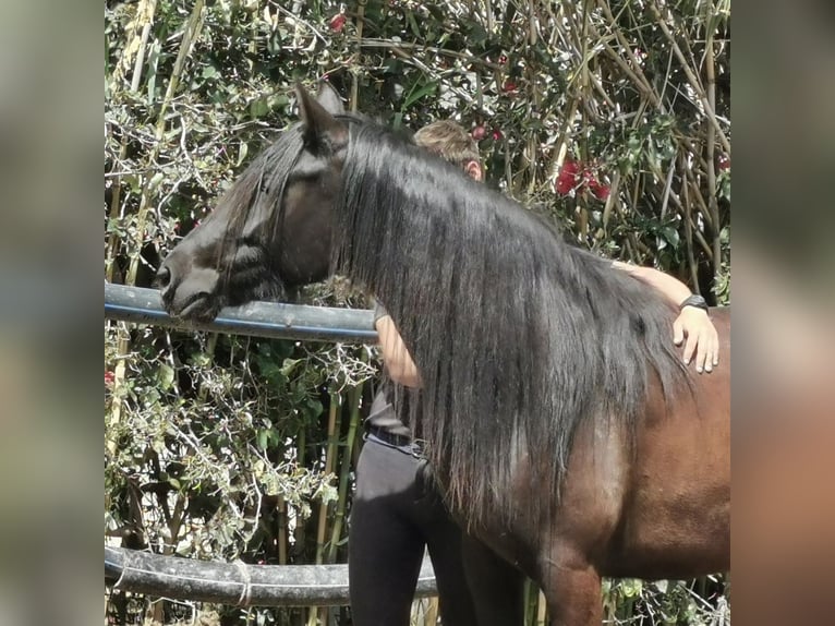 Andalou Jument 5 Ans 145 cm Noir in Adra Almeria