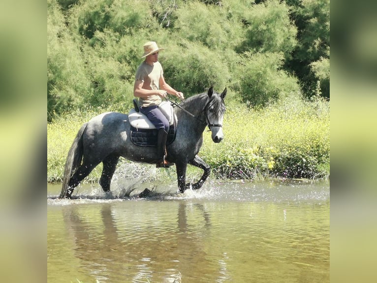 Andalou Jument 5 Ans 149 cm Gris in Adra Almeria