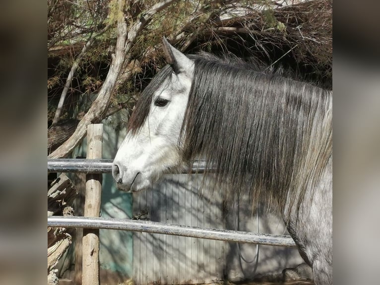 Andalou Jument 5 Ans 149 cm Gris in Adra Almeria