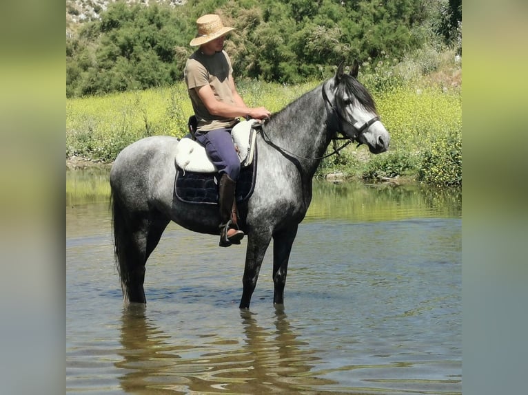 Andalou Jument 5 Ans 149 cm Gris in Adra Almeria