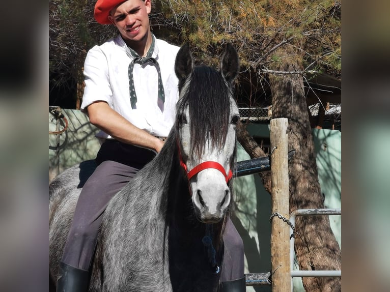 Andalou Jument 5 Ans 149 cm Gris in Adra Almeria