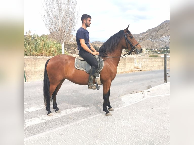 Andalou Jument 5 Ans 150 cm Bai in Adra Almeria