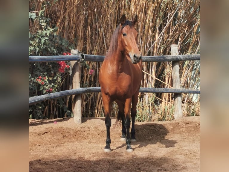 Andalou Jument 5 Ans 150 cm Bai in Adra Almeria