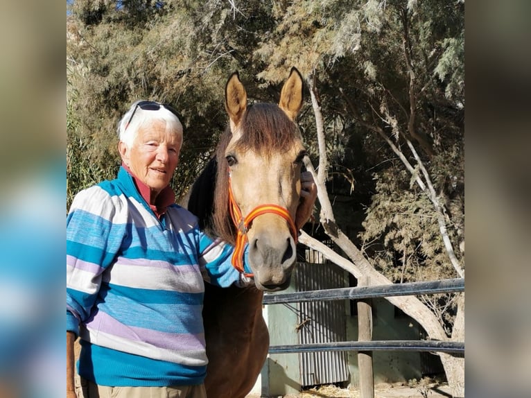 Andalou Jument 5 Ans 153 cm Isabelle in Adra Almeria