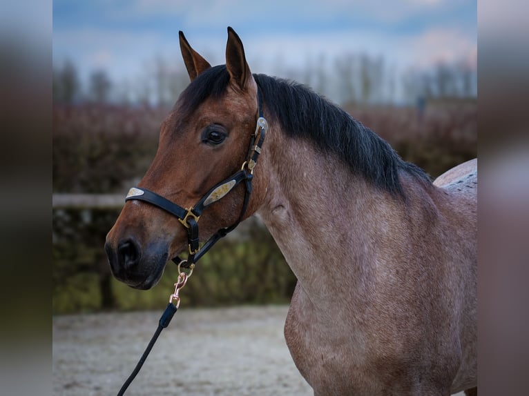 Andalou Jument 5 Ans 155 cm Aubère in Neustadt (Wied)