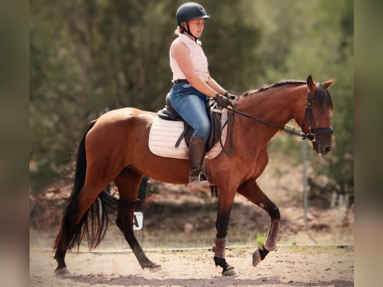 Andalou Croisé Jument 5 Ans 155 cm Bai clair in Valencia