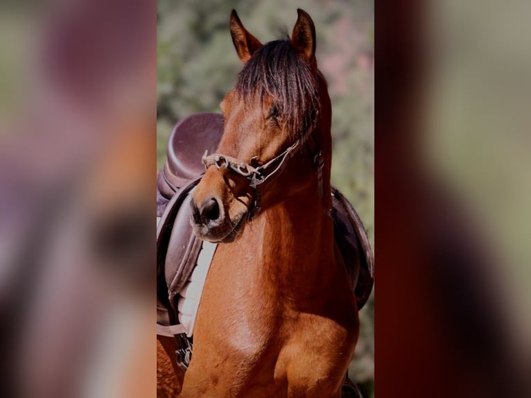Andalou Croisé Jument 5 Ans 155 cm Bai clair in Valencia