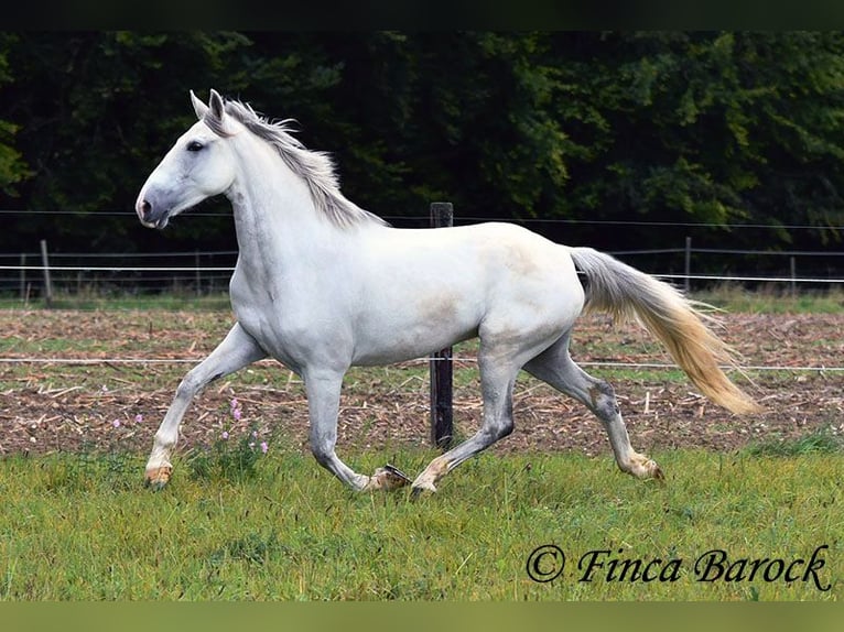 Andalou Jument 5 Ans 155 cm Gris in Wiebelsheim