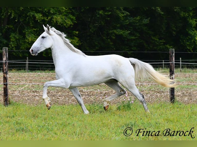 Andalou Jument 5 Ans 155 cm Gris in Wiebelsheim