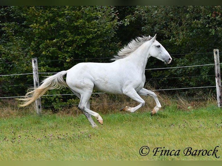 Andalou Jument 5 Ans 155 cm Gris in Wiebelsheim