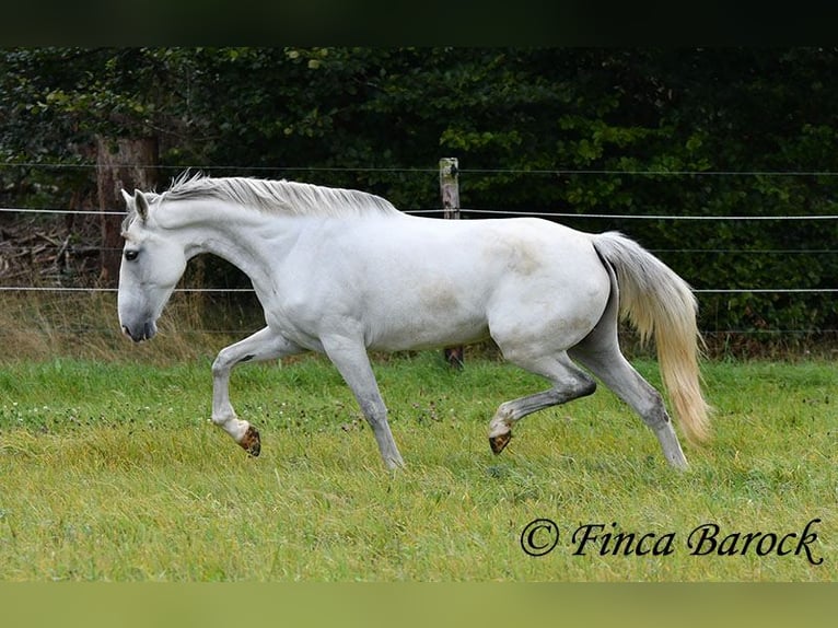 Andalou Jument 5 Ans 155 cm Gris in Wiebelsheim