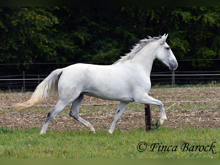 Andalou Jument 5 Ans 155 cm Gris in Wiebelsheim