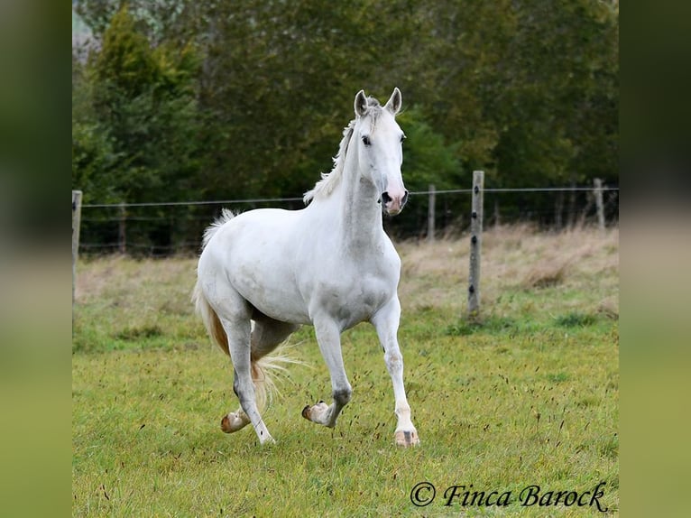 Andalou Jument 5 Ans 155 cm Gris in Wiebelsheim