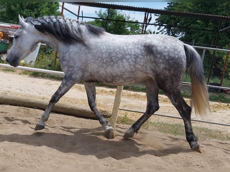 Andalou Jument 5 Ans 155 cm Gris pommelé in Vejer de la Frontera