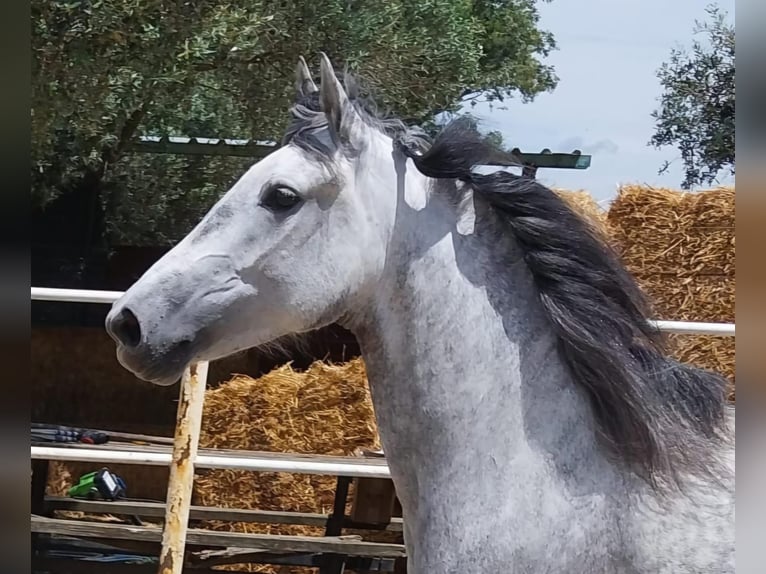 Andalou Jument 5 Ans 155 cm Gris pommelé in Vejer de la Frontera
