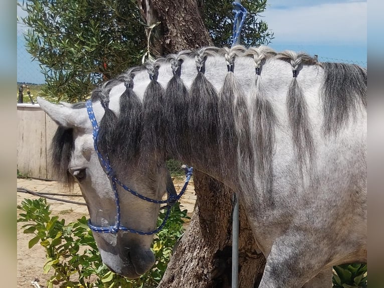 Andalou Jument 5 Ans 155 cm Gris pommelé in Vejer de la Frontera