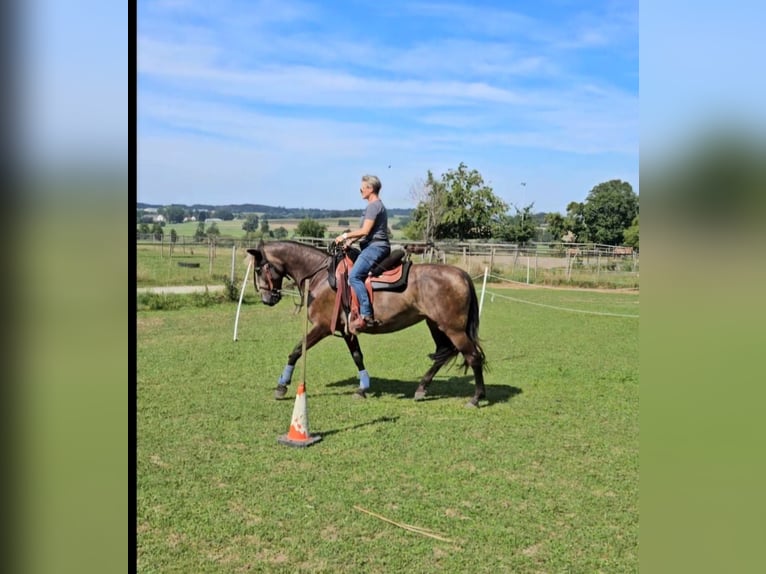 Andalou Croisé Jument 5 Ans 156 cm Grullo in Benissa