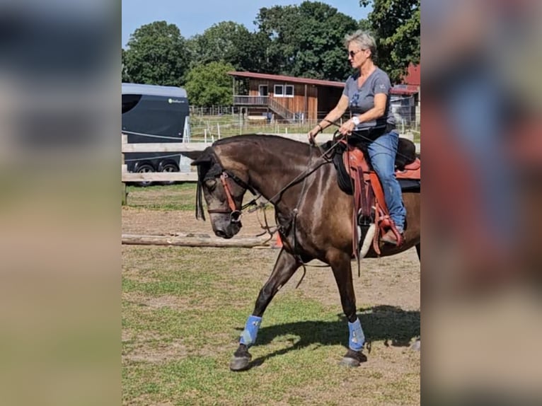 Andalou Croisé Jument 5 Ans 156 cm Grullo in Benissa