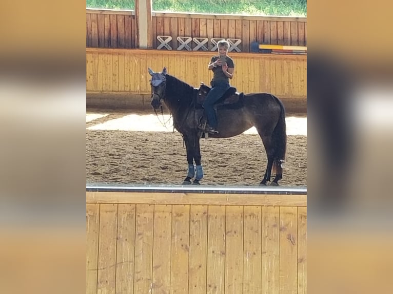 Andalou Croisé Jument 5 Ans 156 cm Grullo in Benissa